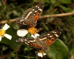Anthanassa texana seminole