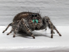 Phidippus audax