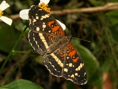 Anthanassa texana seminole