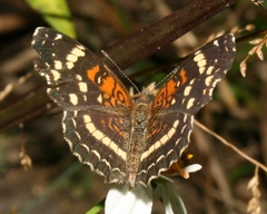 Anthanassa texana seminole