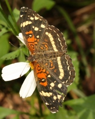 Anthanassa texana seminole
