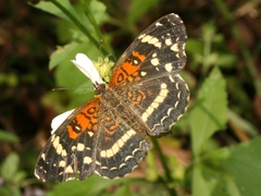 Anthanassa texana seminole