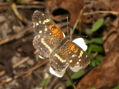 Anthanassa texana seminole