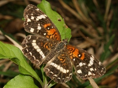 Anthanassa texana seminole