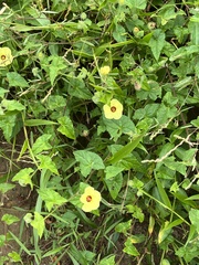 Pavonia cancellata