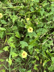 Pavonia cancellata