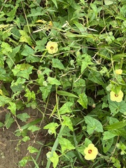 Pavonia cancellata