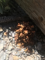 Kopsiopsis strobilacea