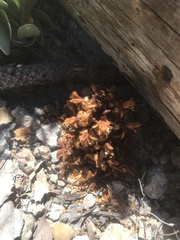 Kopsiopsis strobilacea