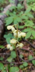 Pyrola chlorantha