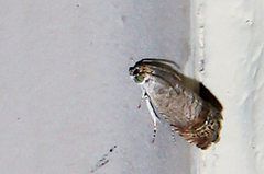 Ofatulena duodecemstriata