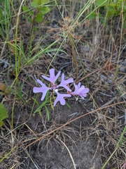 Clarkia pulchella