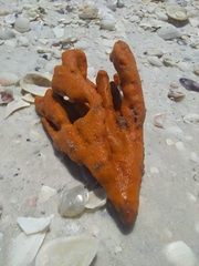 Axinella polycapella