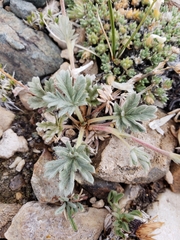 Potentilla pseudosericea