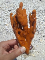 Axinella polycapella