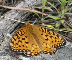 Speyeria edwardsii