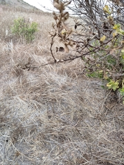 Ceroplastes sinensis