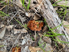 Cotylidia undulata