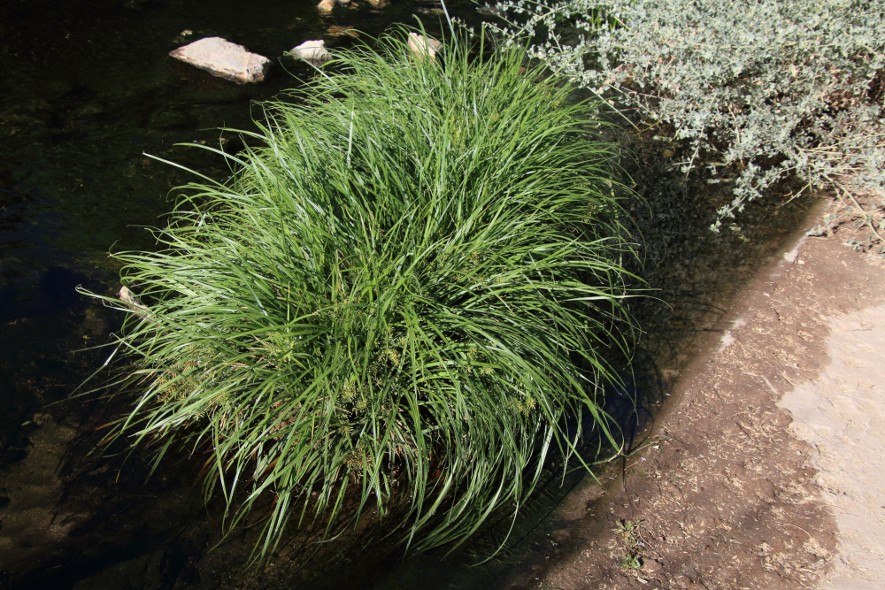 yellow nutsedge from Sweetwater Wetlands, Pima County, AZ, USA on May