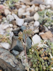 Potentilla pseudosericea