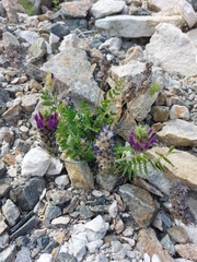 Oxytropis sylvatica