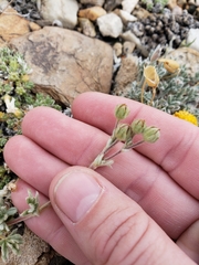 Potentilla pseudosericea