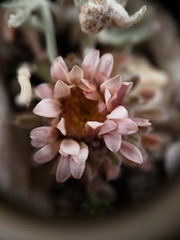 Townsendia condensata