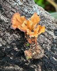 Cotylidia undulata