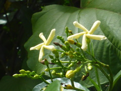 Tabernaemontana alba