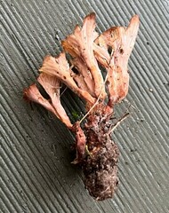 Cotylidia undulata