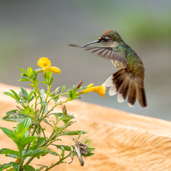 Anthocephala berlepschi