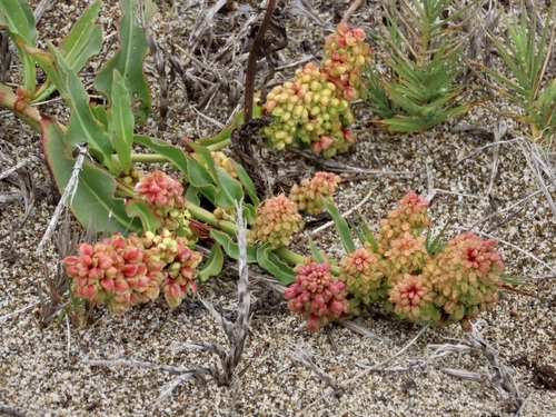 Image of Rumex crassus by (c) John Hibbard, some rights reserved (CC BY)