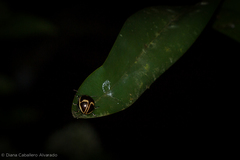 Platyphora semiambita