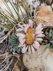 Townsendia condensata