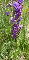 Penstemon deaveri