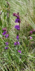 Penstemon deaveri