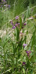 Penstemon deaveri