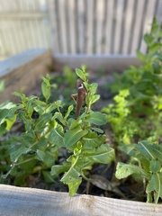 Valanga irregularis