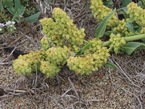 Image of Rumex crassus by (c) John Hibbard, some rights reserved (CC BY)