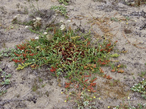 Image of Rumex crassus by (c) John Hibbard, some rights reserved (CC BY)