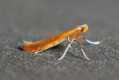 Caloptilia invariabilis