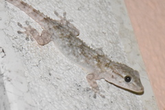 Tarentola mauritanica