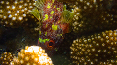 Sebastapistes cyanostigma