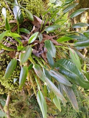 Ceratostylis