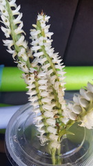 Spiranthes magnicamporum