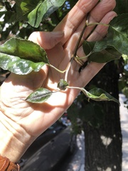 Podosphaera leucotricha