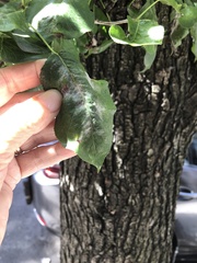 Podosphaera leucotricha