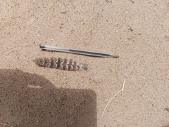 Phalaenoptilus nuttallii