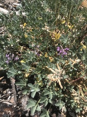Lupinus sericatus
