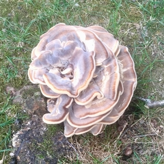 Bondarzewia berkeleyi